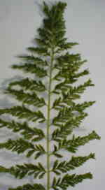 Athyrium filix-femina 'Vernoniae Cristatum'
