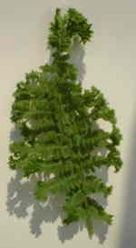 Athyrium filix-femina 'Congesta Cristata' 