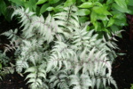 Athyrium 'Wildwood Twist'