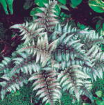 Athyrium niponicum 'Ursula�s Red' 