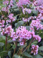 Bergenia 'Rosi Klose' 