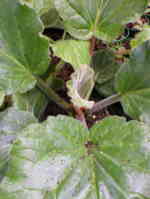 Bergenia ciliata 'Wilton'