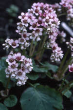Bergenia ciliata 