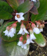 Bergenia