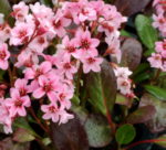 Bergenia 'Pink Dragonfly'