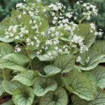 Brunnera macrophylla 'Mr Morse'