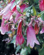 Campanula punctata 'Cherry Bells' 