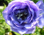 Campanula persicifolia 'La Belle' 