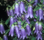 Campanula 'Sorastro'