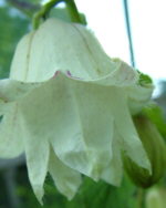 Campanula punctata 'Wedding Bells'  