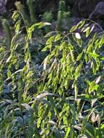 Chasmanthium latifolium