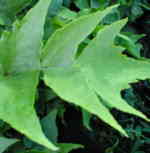 Cyrtomium macrophyllum 
