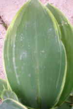 Convallaria majalis Hofheim'