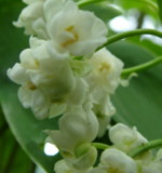 Convallaria majalis 'Prolificans' 