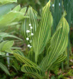 Convallaria majalis 'Vic Pawlowski�s Gold' 