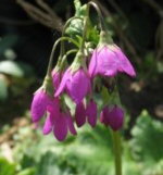 Cortusa
