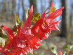 Corydalis 'George Baker'