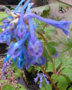 Corydalis elata x flexuosa 'Spinners' 