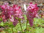 Corydalis buschii 