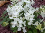Corydalis malkensis
