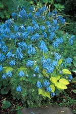 Corydalis 'Blue Panda' AGM