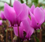Cyclamen hederifolium 'Ruby'
