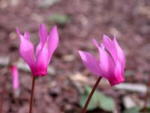 Cyclamen repandum 