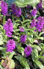 Dactylorhiza