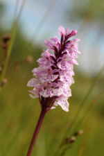 Dactylorhiza maculata