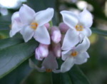 Daphne bholua 'Darjeeling' 