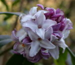 Daphne