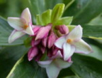 Daphne odora 'Aureomarginata'  AGM 