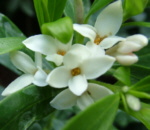 Daphne x transatlantica 'Eternal Fragrance'