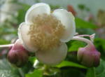 Deinanthe bifida 'Pink Chi'