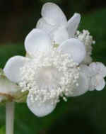 Deinanthe bifida B&SWJ 5012 