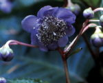 Deinanthe 'Blue Wonder'