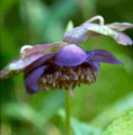 Deinanthe caerulea 
