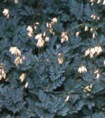 Dicentra formosa subsp. oregona 