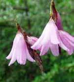 Dierama