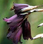 Dierama pulchellum 'Blackbird' 