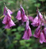 Dierama pulcherrimum 'Slieve Donard Hybrids' 