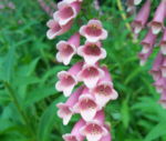 Digitalis 'Foxy Purple'