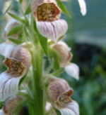 Digitalis lanata