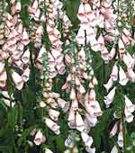 Digitalis purpurea 'Sutton's Apricot' AGM