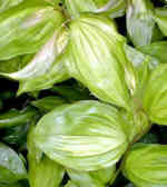 Disporum cantoniense 'Aureovariegata'