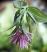 Disporum cantoniense B & L 12512 