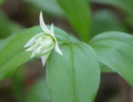 Disporum smilacina 'Plena'