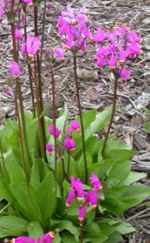 Dodecatheon jeffreyi 