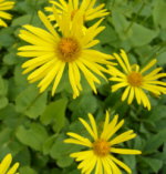Doronicum