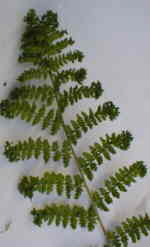 Dryopteris dilatata 'Grandiceps'